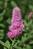 genus Spiraea