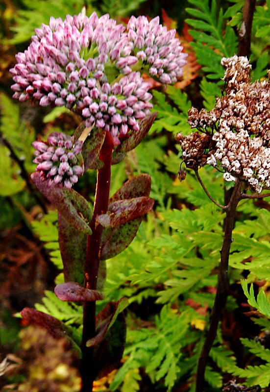 Изображение особи Hylotelephium pallescens.