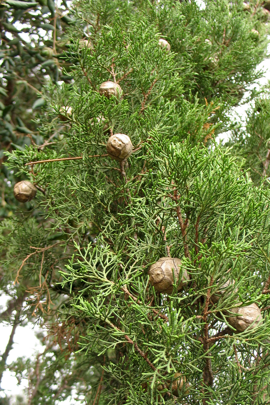 Image of Cupressus sempervirens specimen.