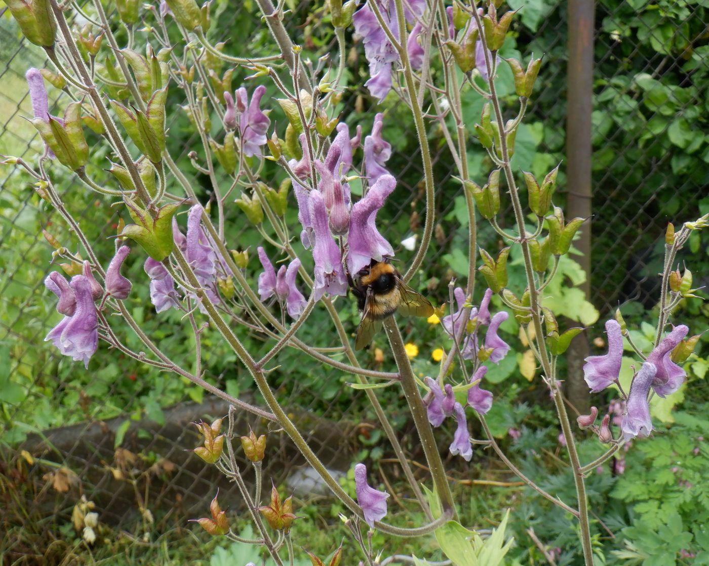 Image of Aconitum septentrionale specimen.