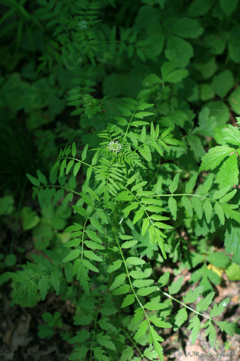 Image of Cardamine impatiens specimen.