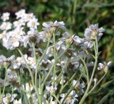 Achillea salicifolia