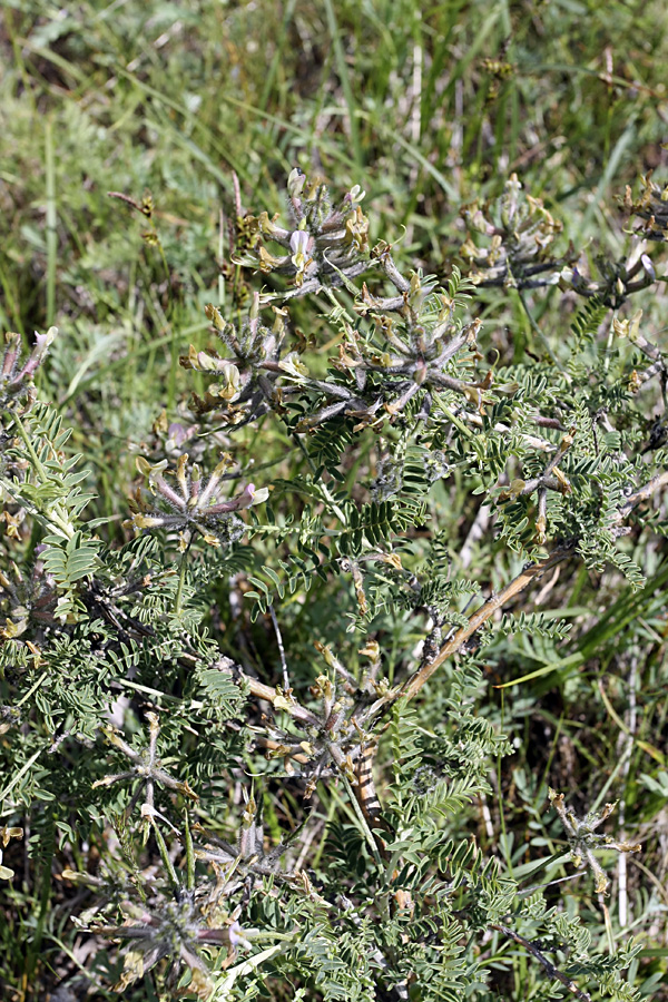 Image of Astragalus neolipskyanus specimen.