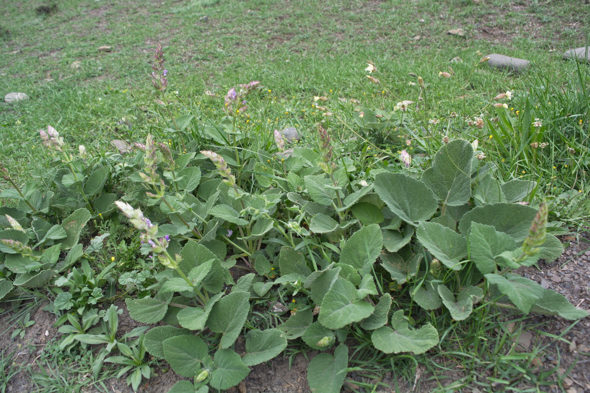 Image of Salvia sclarea specimen.