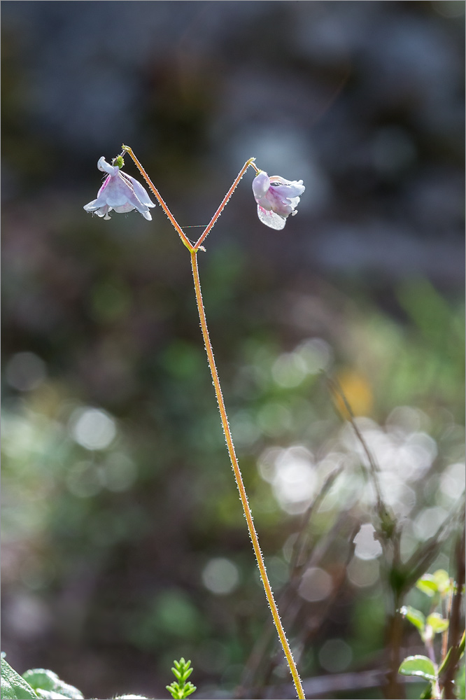 Image of Linnaea borealis specimen.