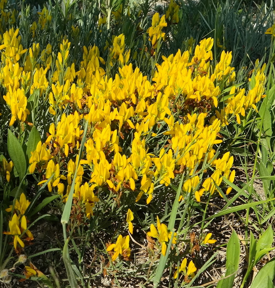 Image of Genista taurica specimen.