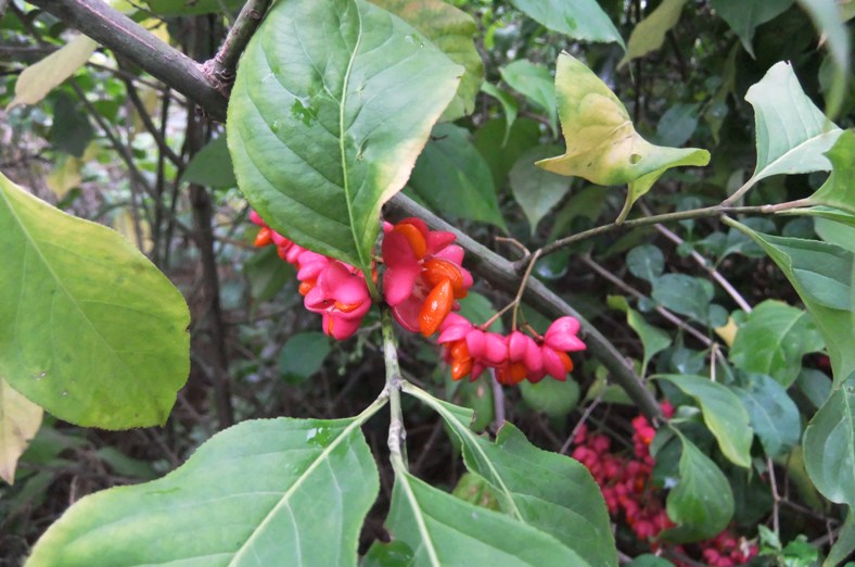 Image of Euonymus europaeus specimen.