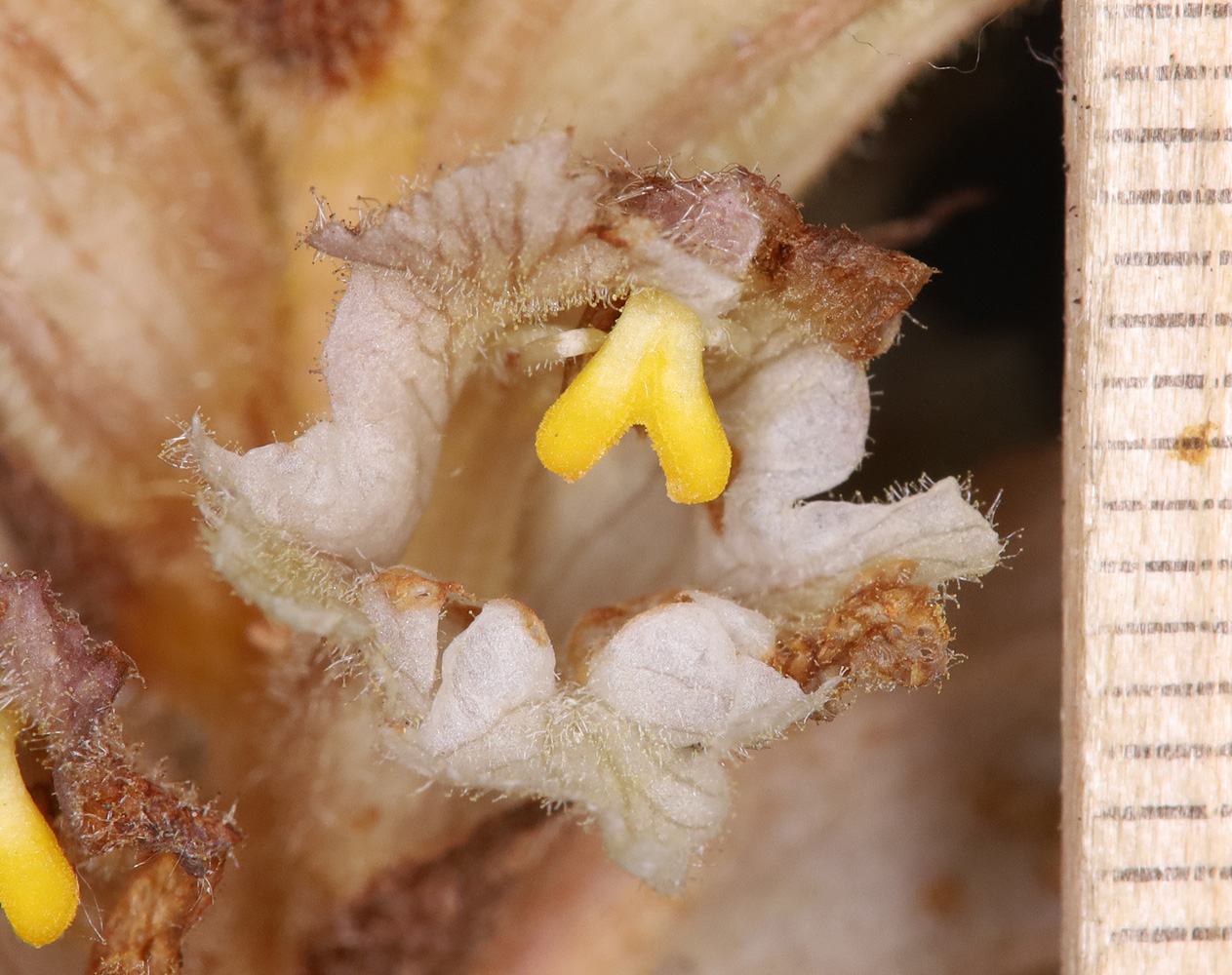 Image of genus Orobanche specimen.