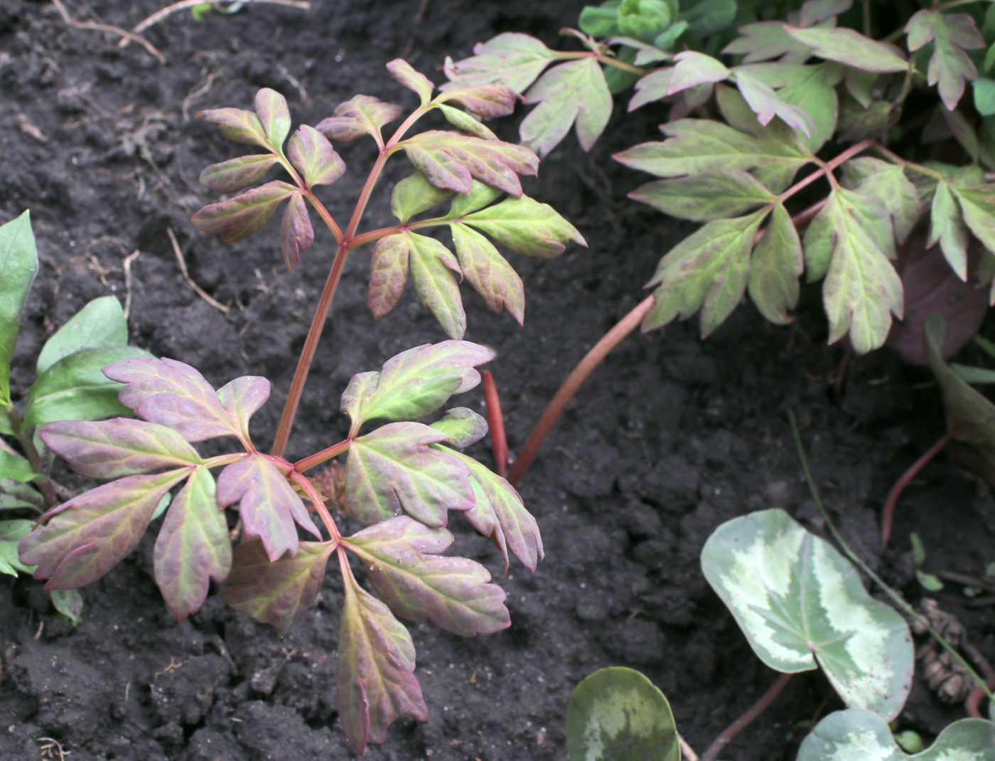 Image of Paeonia suffruticosa specimen.