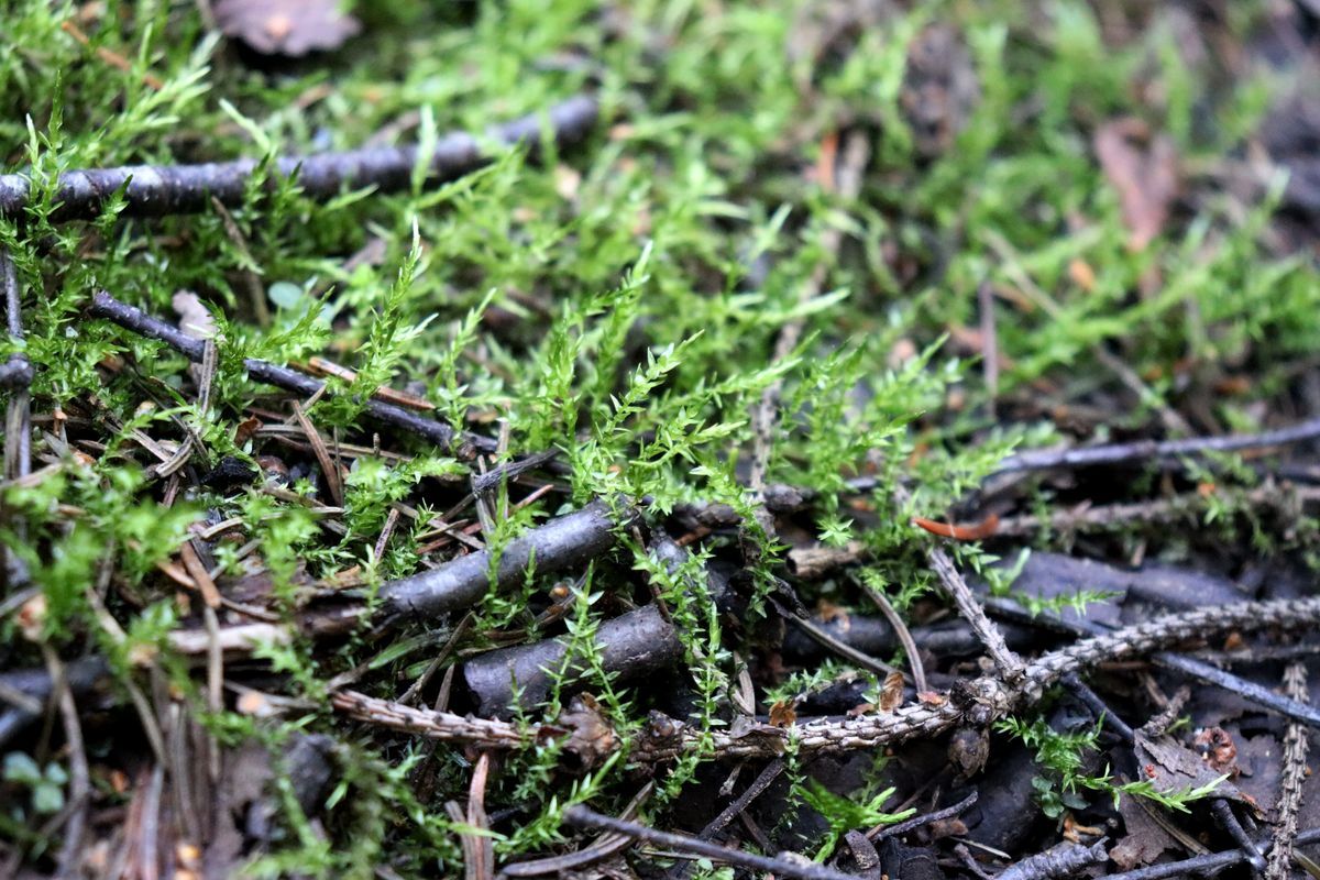 Image of Calliergon cordifolium specimen.
