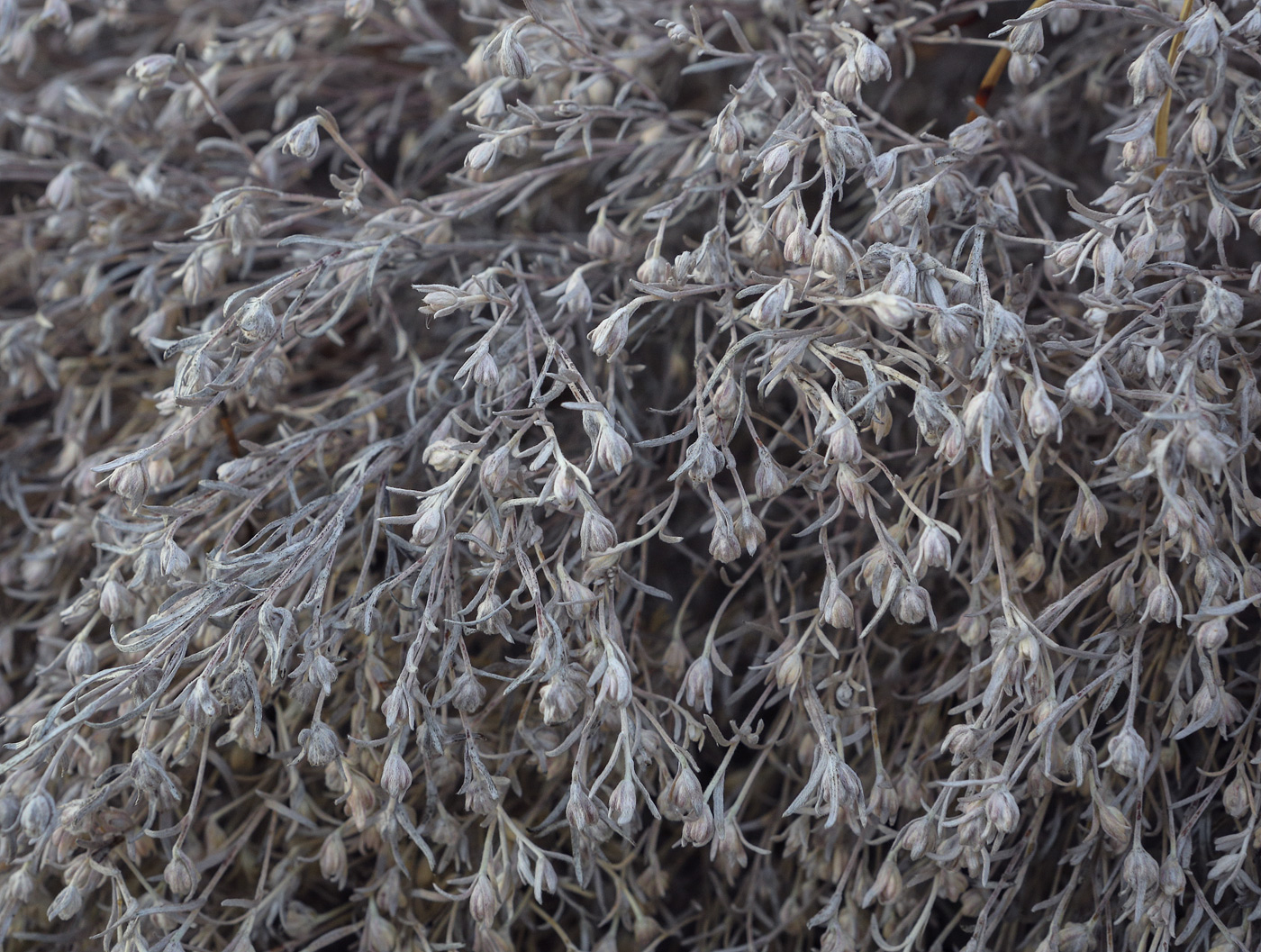 Image of genus Artemisia specimen.