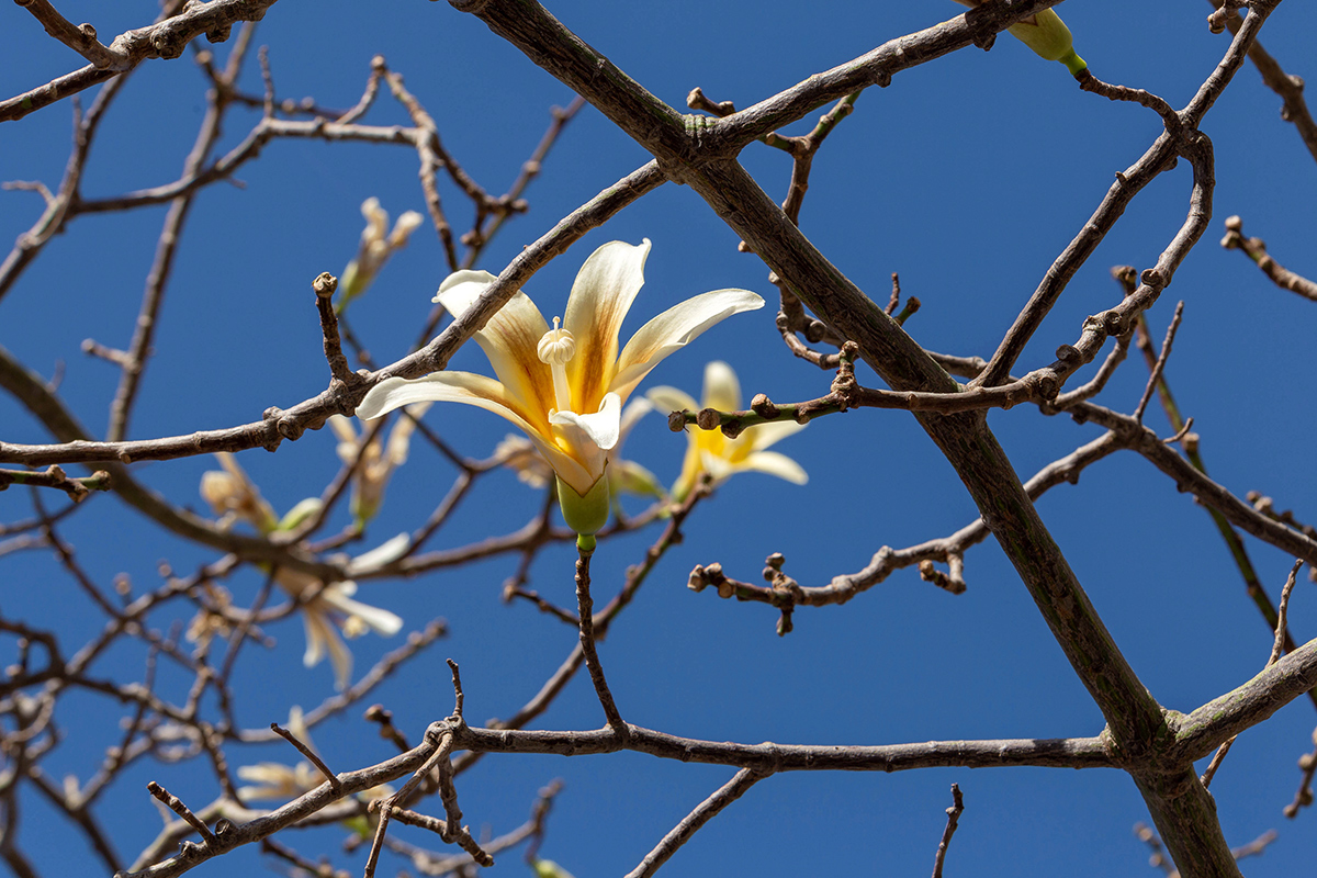 Image of Ceiba insignis specimen.