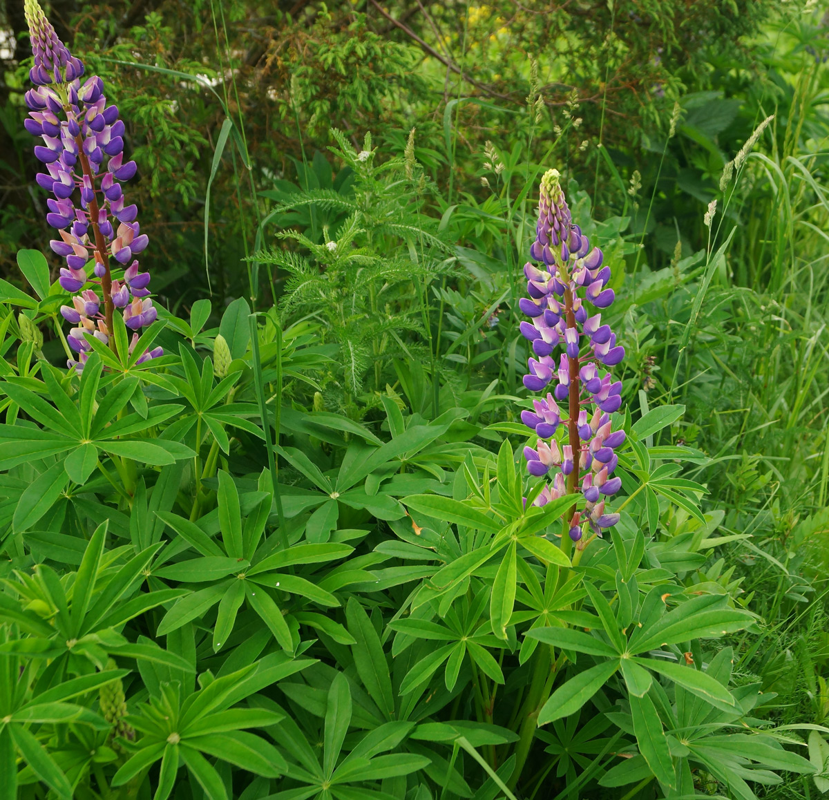 Изображение особи Lupinus &times; regalis.