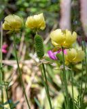 Ranunculus asiaticus. Верхушки побегов с плодом и цветками. Израиль, г. Иерусалим, ботанический сад университета. 01.05.2019.