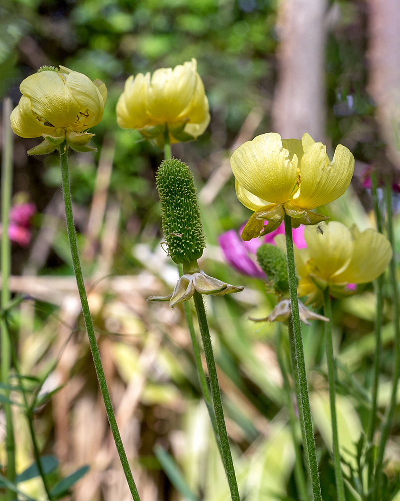 Изображение особи Ranunculus asiaticus.