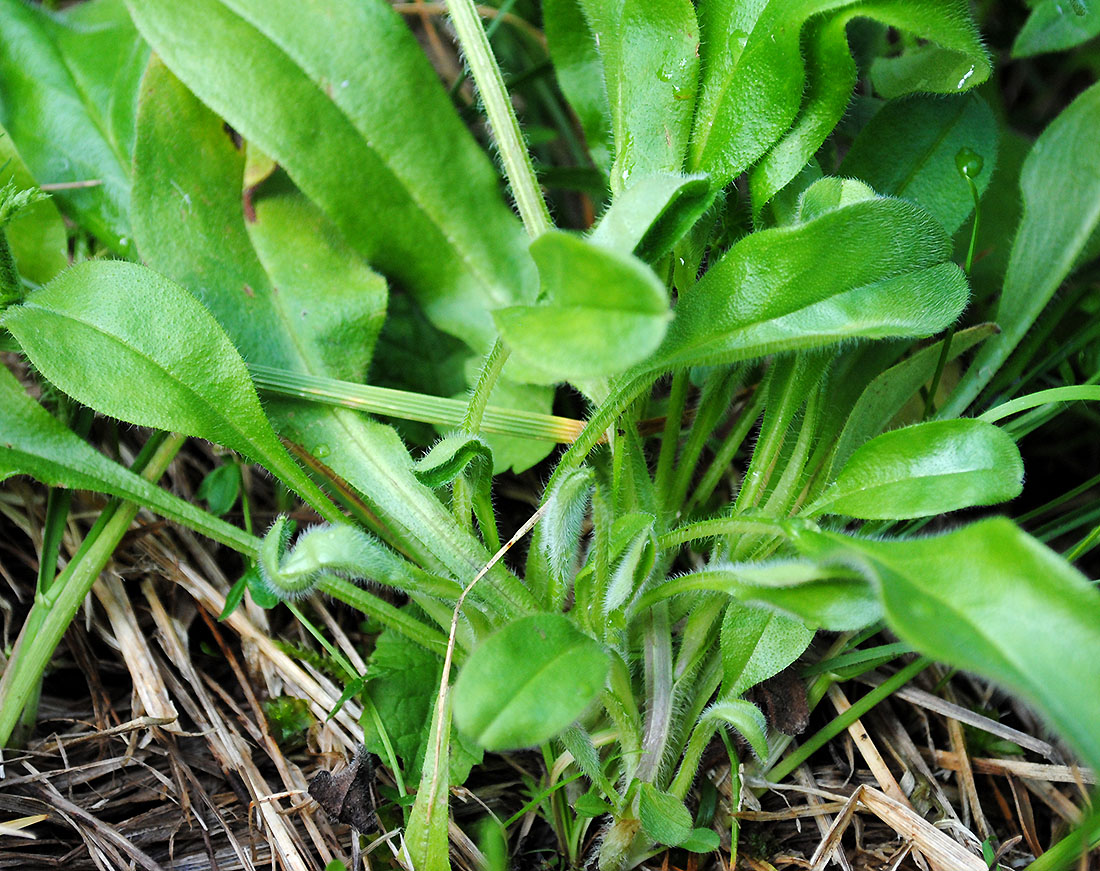 Image of Myosotis krylovii specimen.