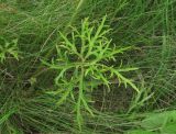 Ranunculus meyerianus