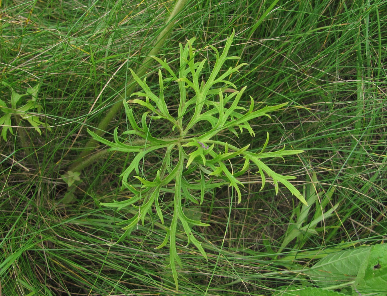 Изображение особи Ranunculus meyerianus.