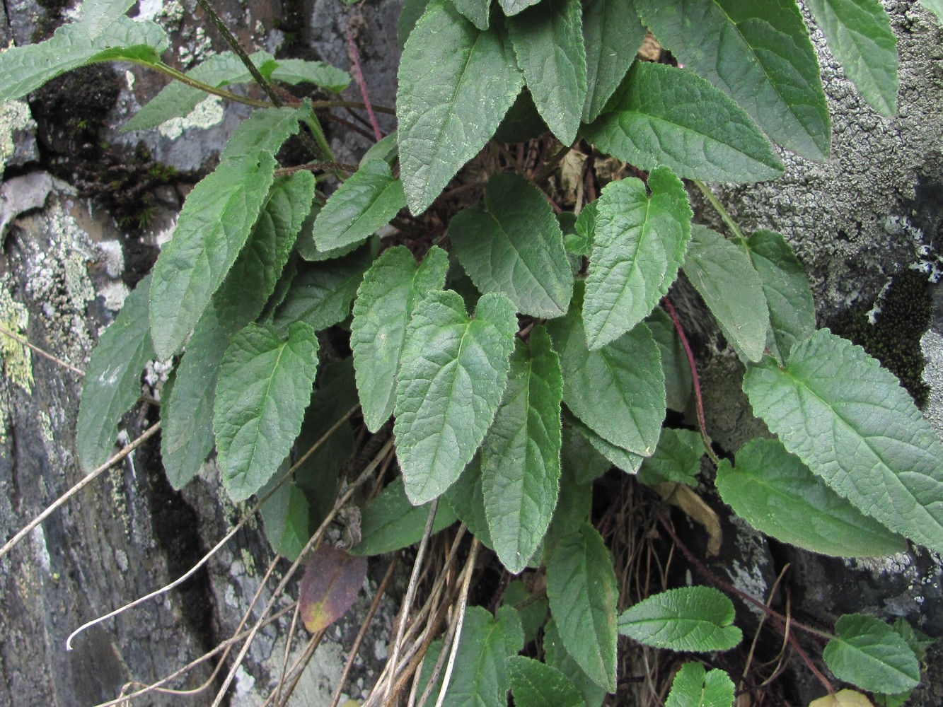 Image of genus Campanula specimen.