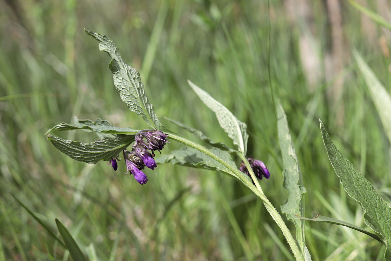 Image of Symphytum officinale specimen.