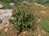Symphytum brachycalyx. Отцветающее растение. Израиль, горный массив Хермон. 05.05.2010.