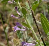 Scutellaria brevibracteata