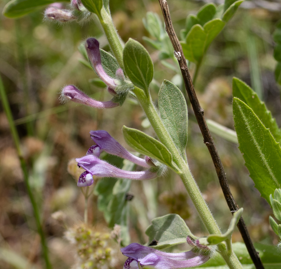 Image of Scutellaria brevibracteata specimen.