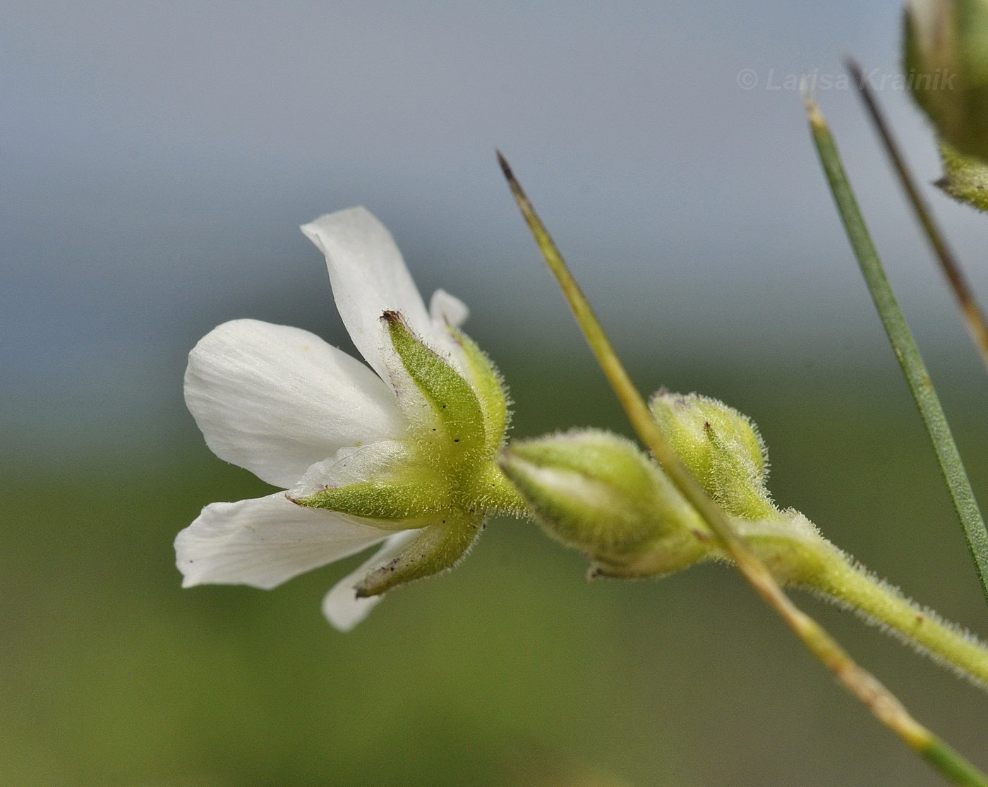 Image of Eremogone juncea specimen.