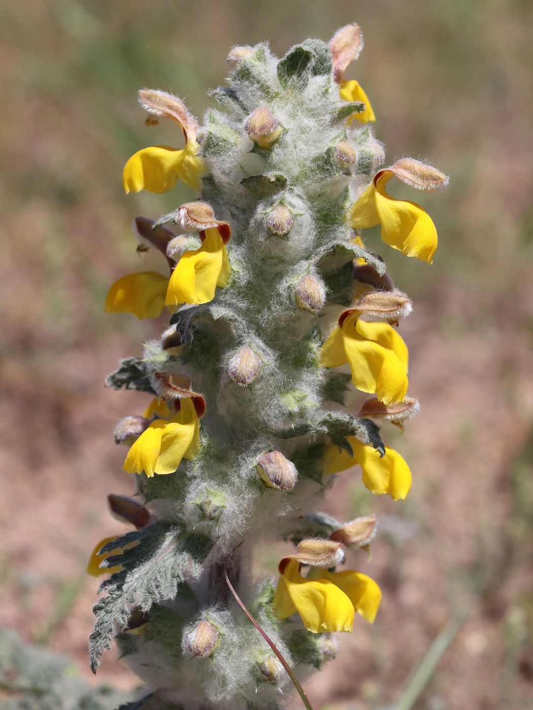 Изображение особи Phlomoides speciosa.