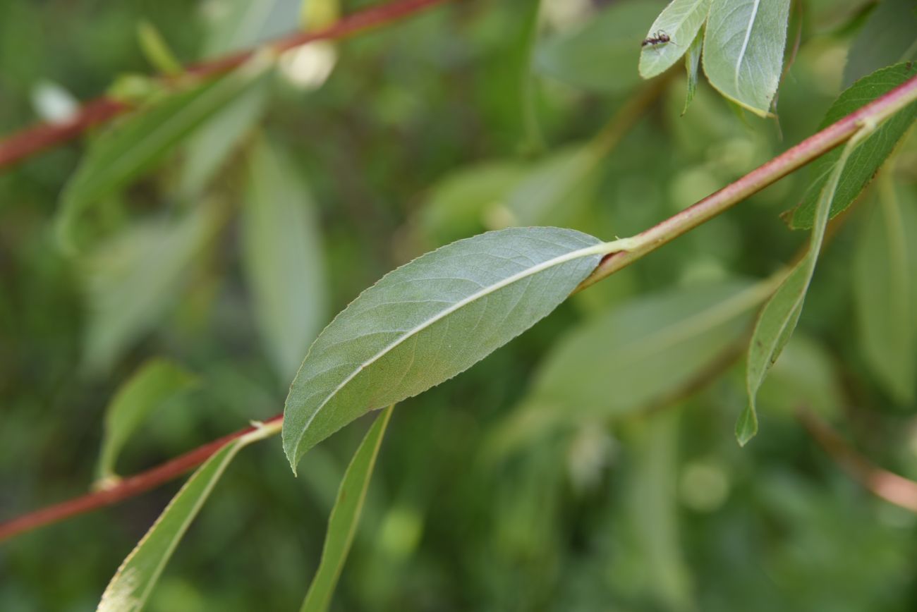 Image of genus Salix specimen.