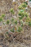 Cousinia syrdarjensis. Цветущее растение. Южный Казахстан, нижний Боролдай, 2 км выше пос. Коктюбе. 24.06.2010.
