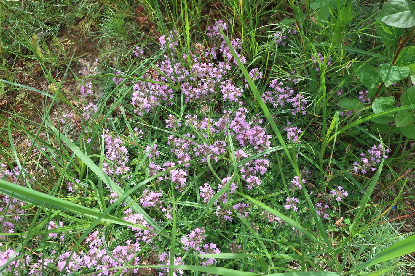 Изображение особи род Thymus.