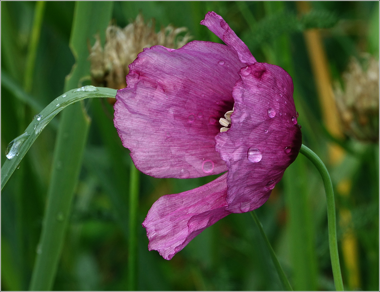 Image of Papaver somniferum specimen.