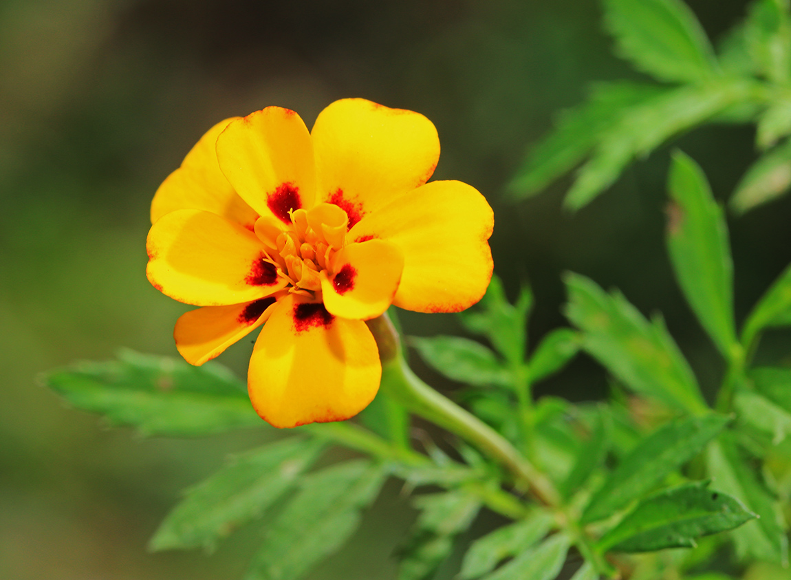 Image of Tagetes patula specimen.