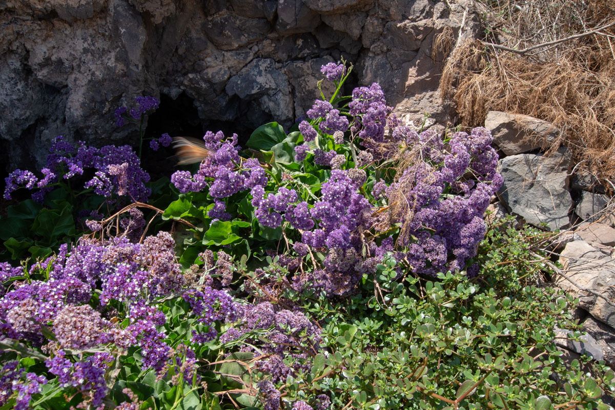 Изображение особи Limonium bourgeaui.