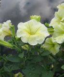 Petunia × atkinsiana