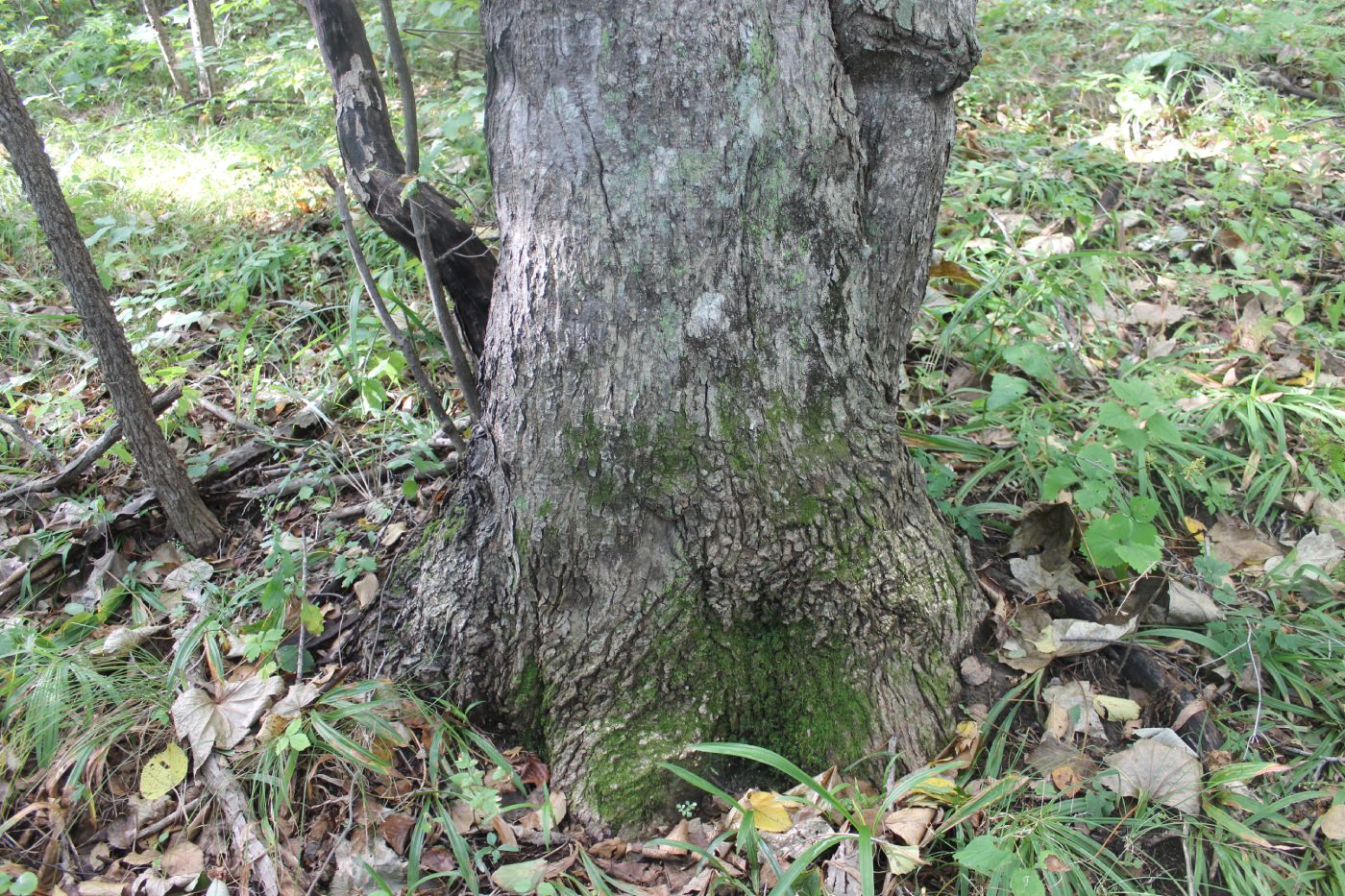 Image of Acer pseudosieboldianum specimen.