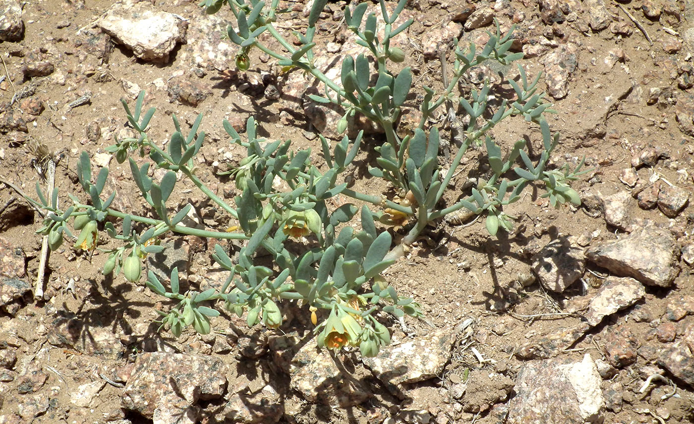 Изображение особи Zygophyllum pterocarpum.