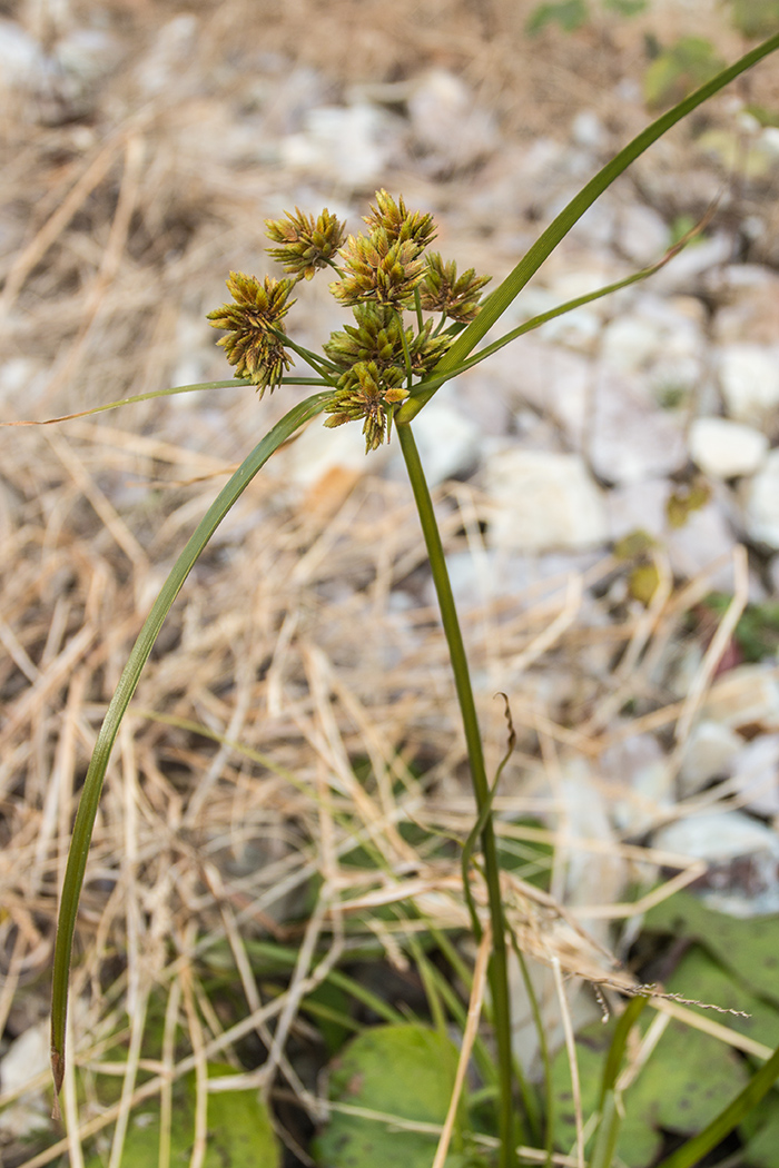 Image of Cyperus eragrostis specimen.