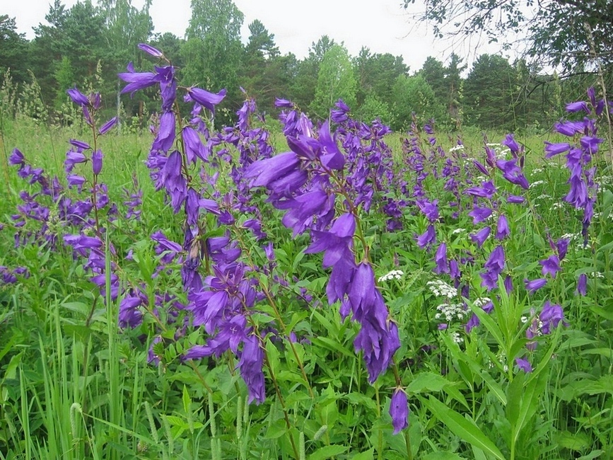 Image of Campanula latifolia specimen.