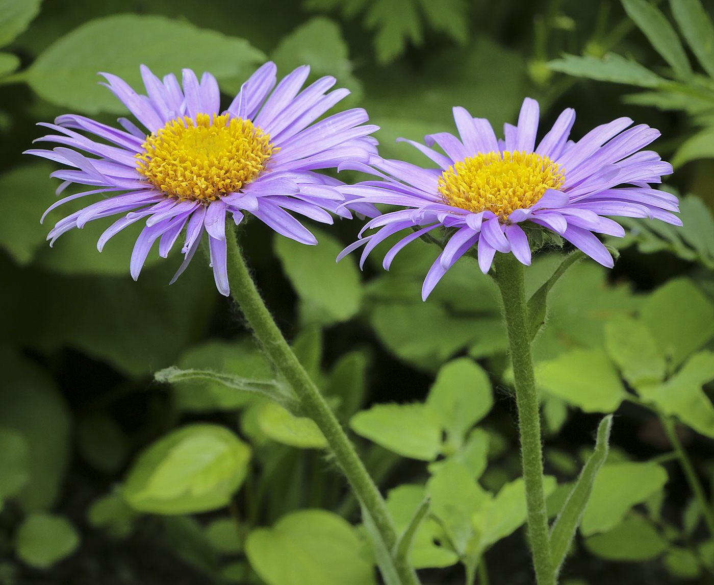 Image of Aster alpinus specimen.