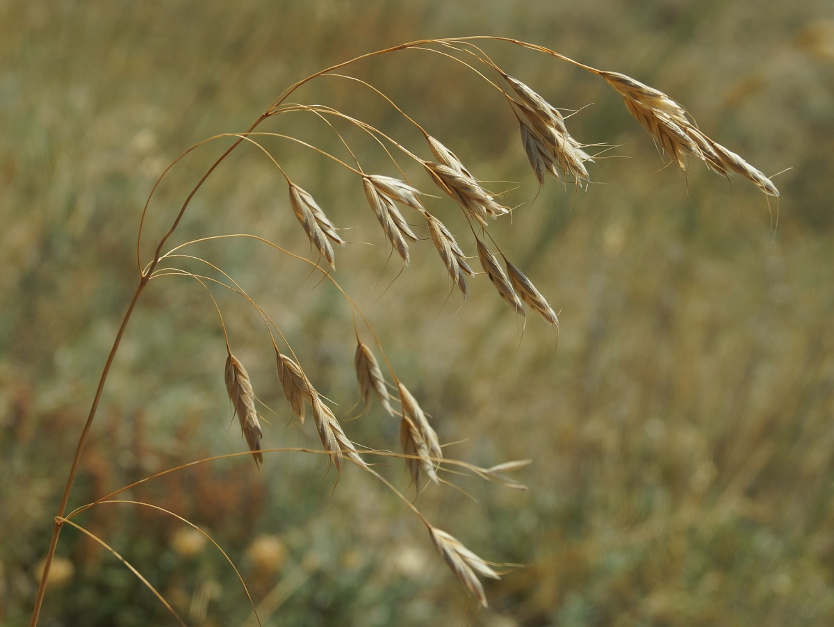 Image of Bromus squarrosus specimen.