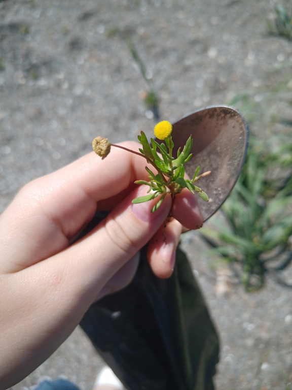 Изображение особи Cotula coronopifolia.