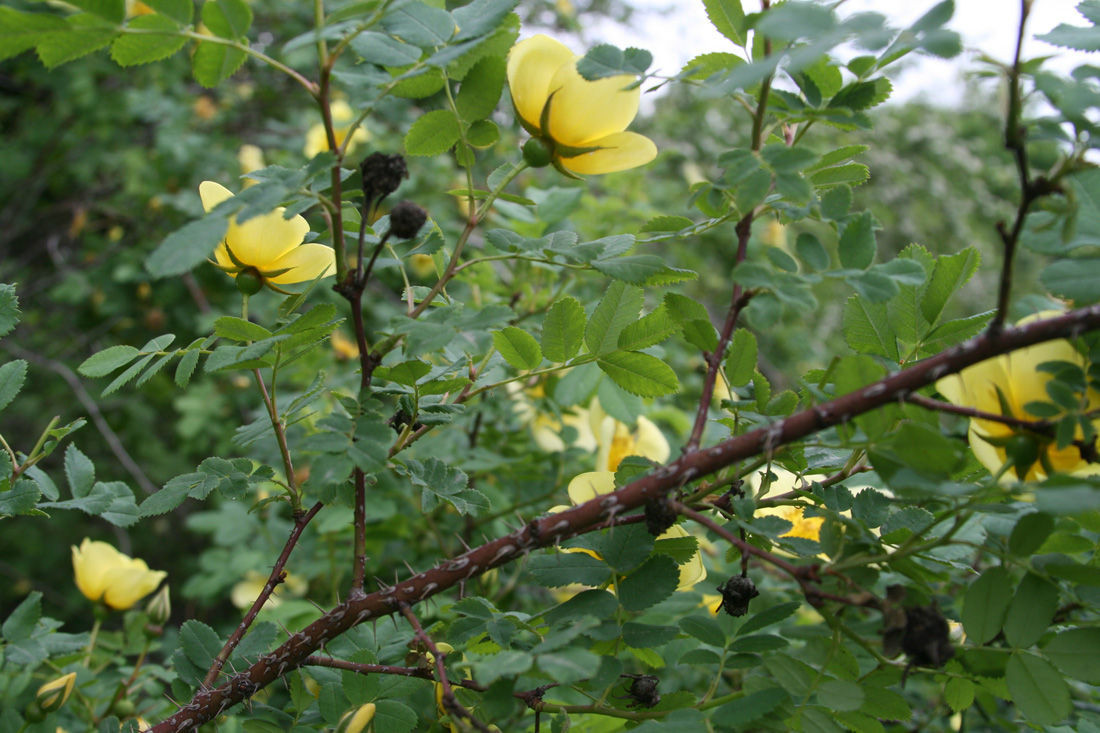 Изображение особи Rosa platyacantha.