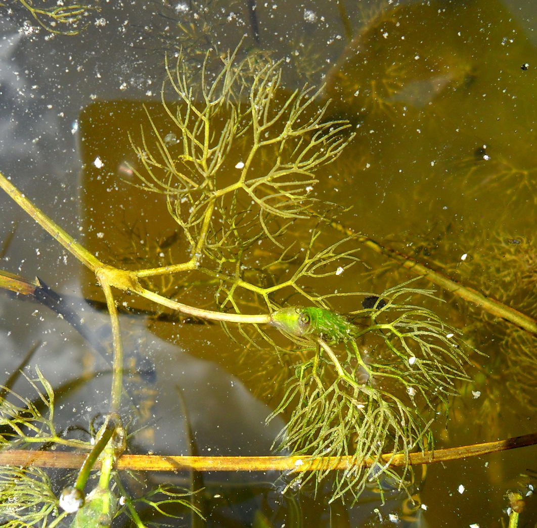 Image of Ranunculus &times; glueckii specimen.