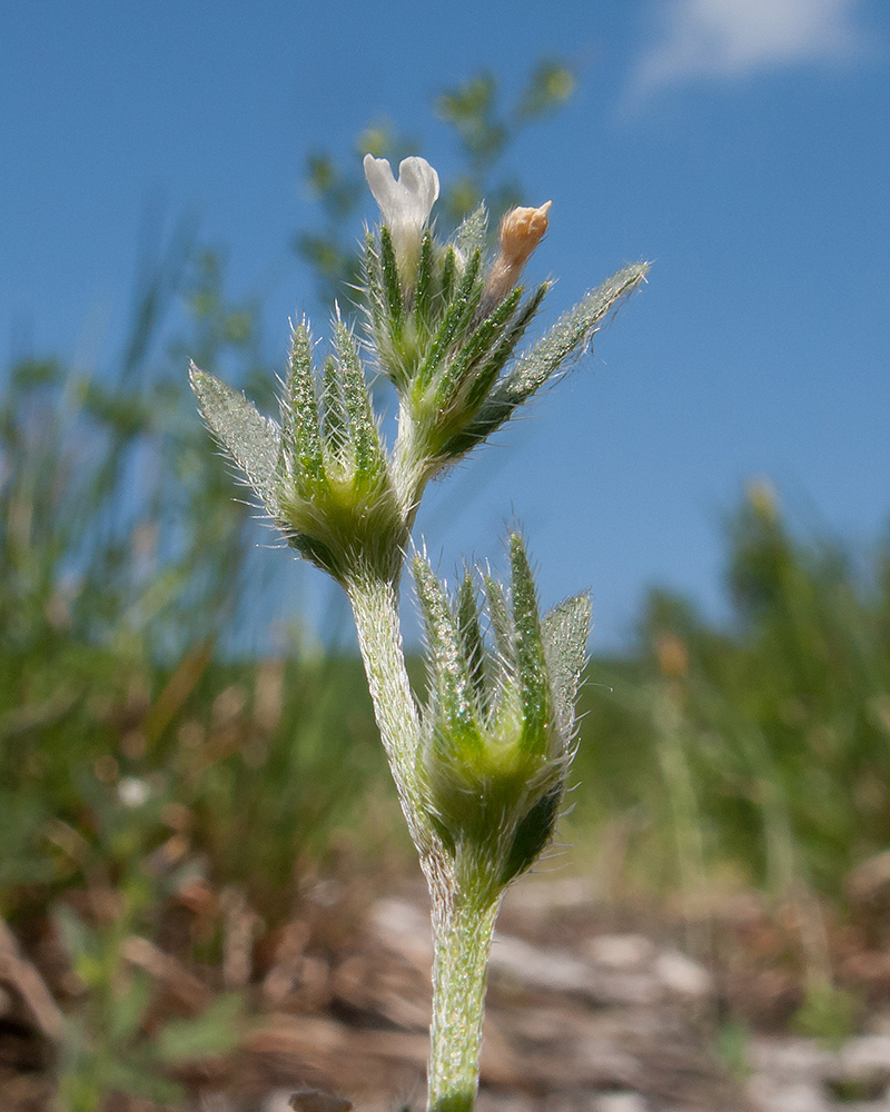 Image of Buglossoides arvensis specimen.