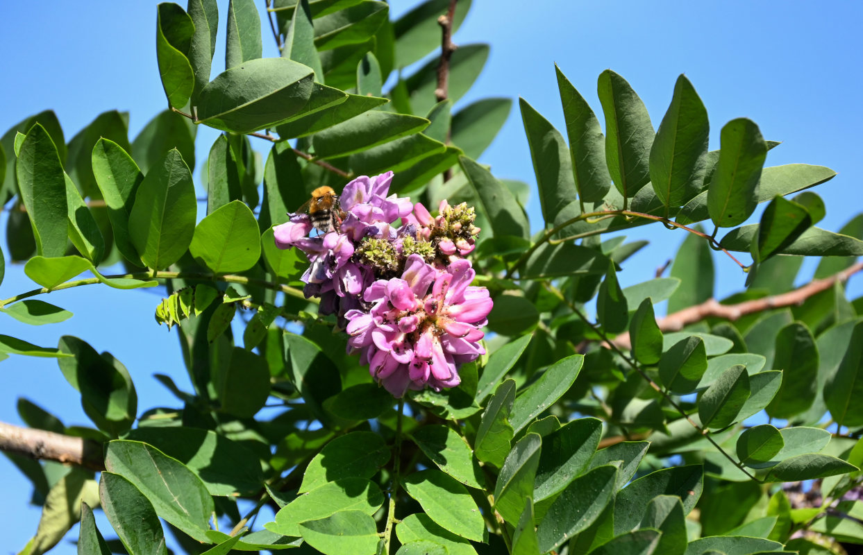 Image of Robinia viscosa specimen.