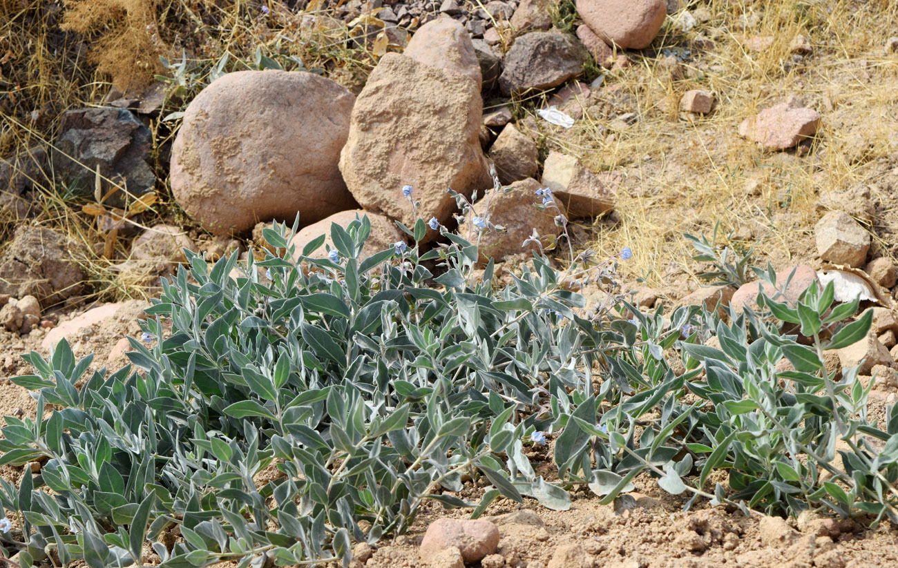 Image of Trichodesma incanum specimen.