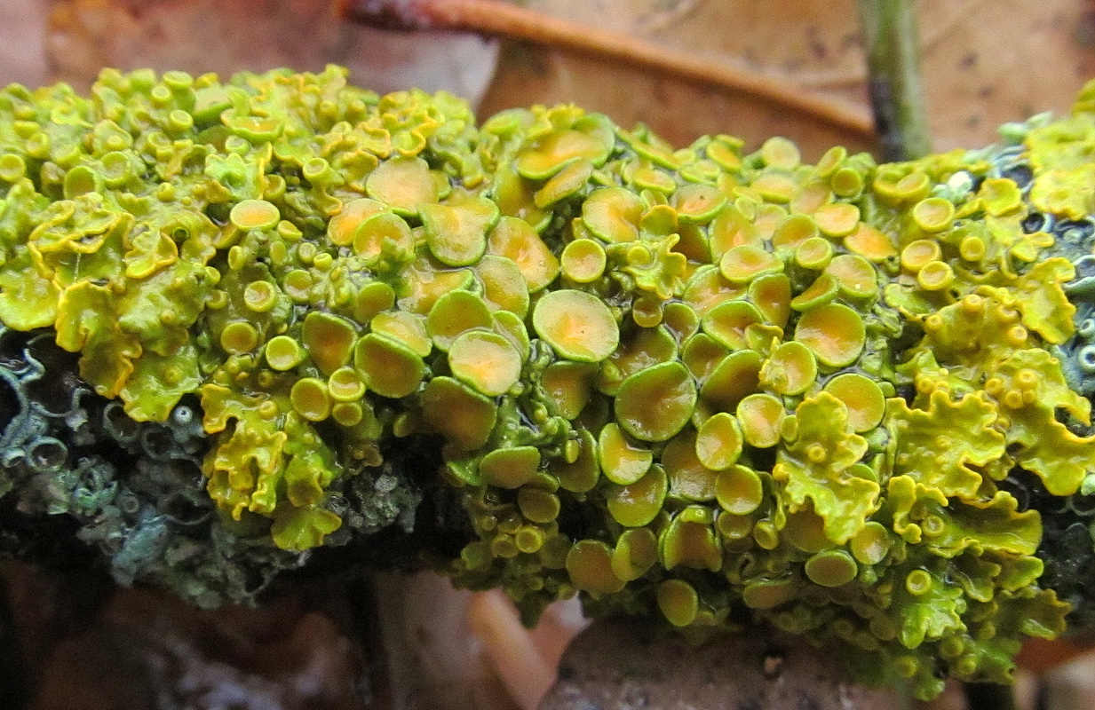 Image of Xanthoria parietina specimen.