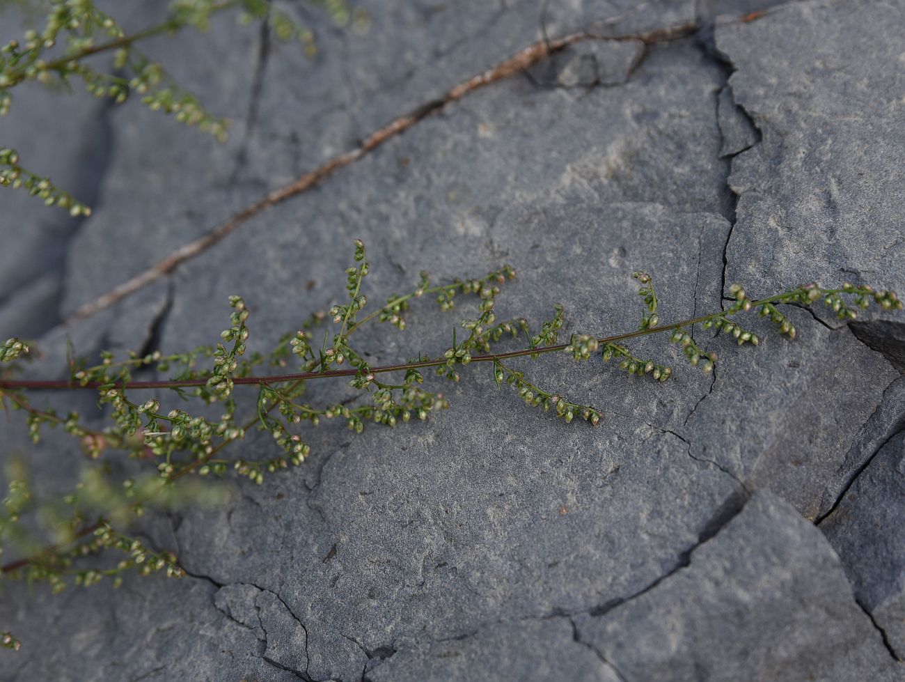 Изображение особи Artemisia scoparia.